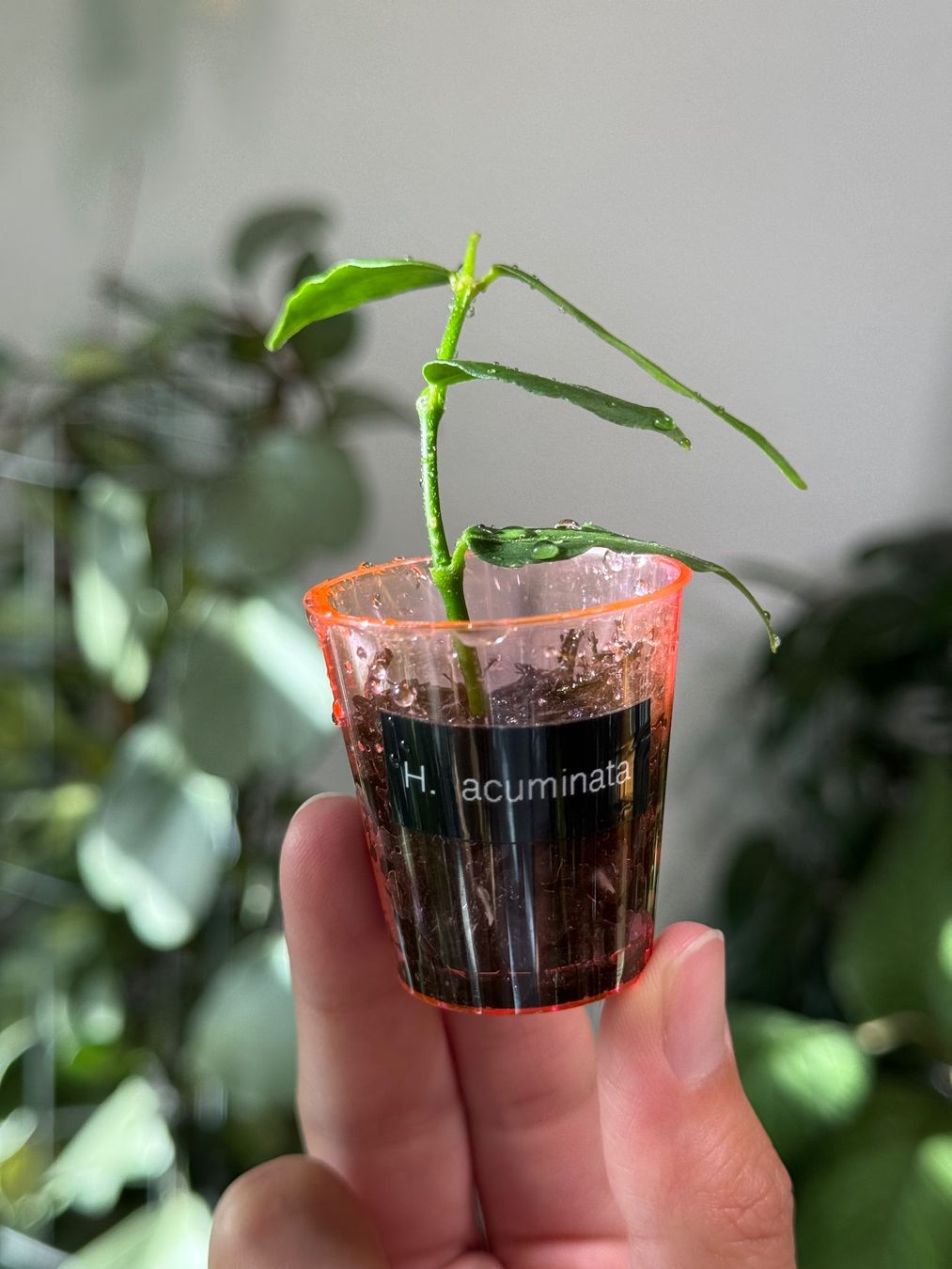Piante & sementi: Hoya acuminata ✨ – Nuovo (secondo la descrizione) da Bachenbülach venduto da ilawega 1