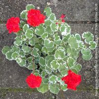 Pelargonium Zonale Hybrid Wilhelm Langguth als STECKLING
