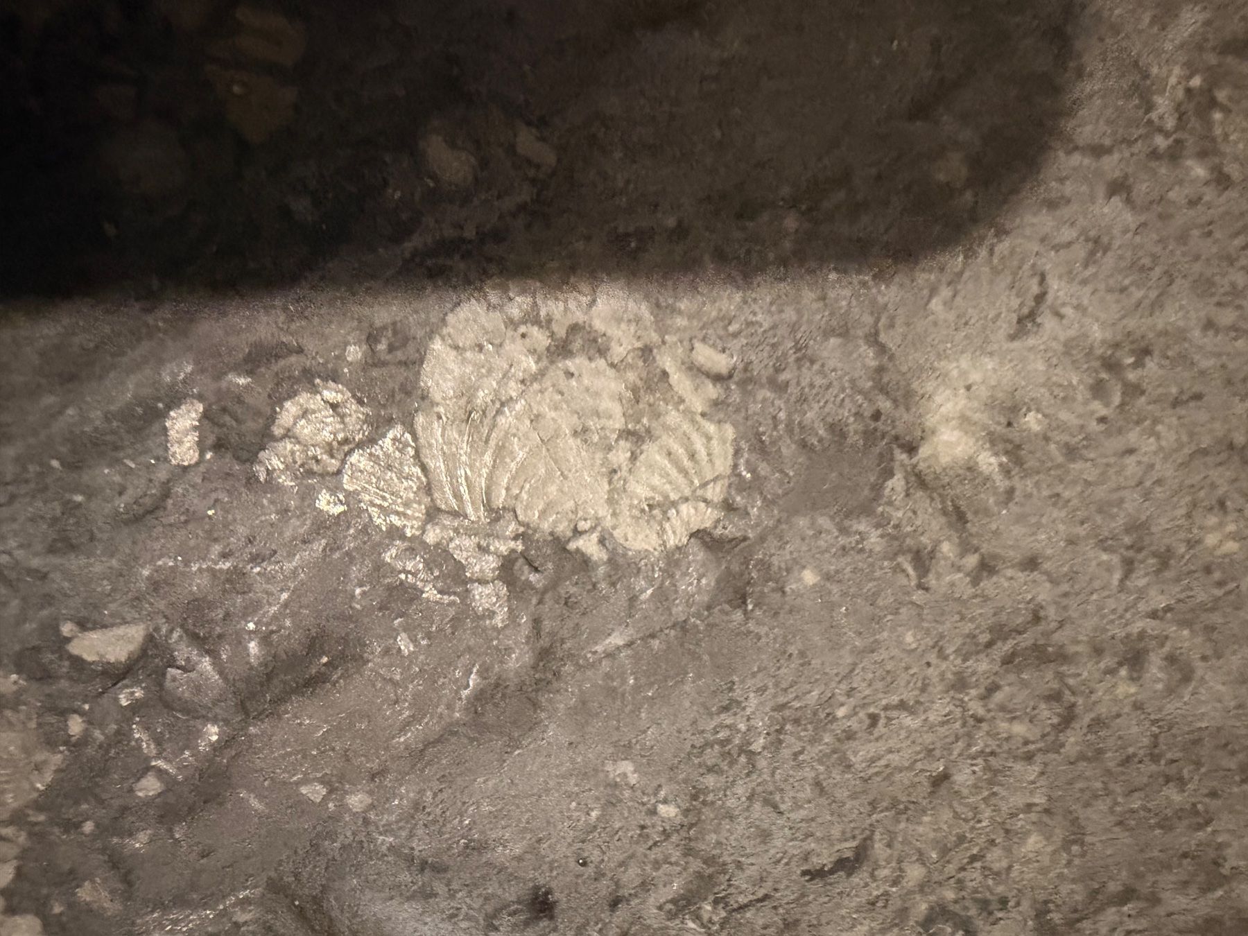 Fossili: Fossilien-Steintisch – einzigartiges Exemplar – Usato da Adliswil venduto da Fabisales 3