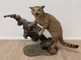Vintage Tierpräparat Wildkatze - Präparation "St. Hubertus"