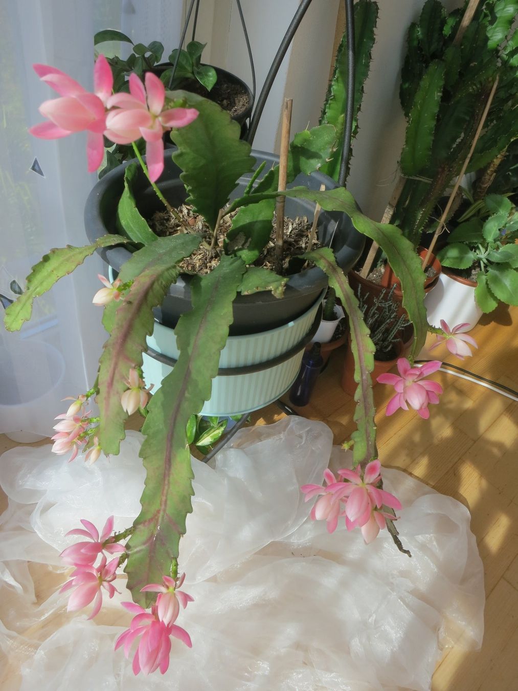 Epiphyllum Blattkaktus Abl.kl. rosa Blten Deutsche Kaiserin (Usato) a Horw  per CHF 8  con consegna | Acquista su Ricardo