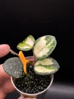 Hoya 'Mathilde' variegata! Rarität! 🦄
