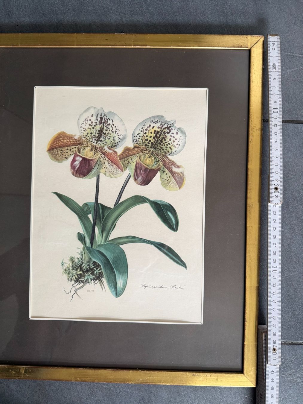 Foto & Immagini: Blumenbild  Kunstdruck  in Holzrahmen hinter Glas – Usato da Subingen venduto da ArtBead 2