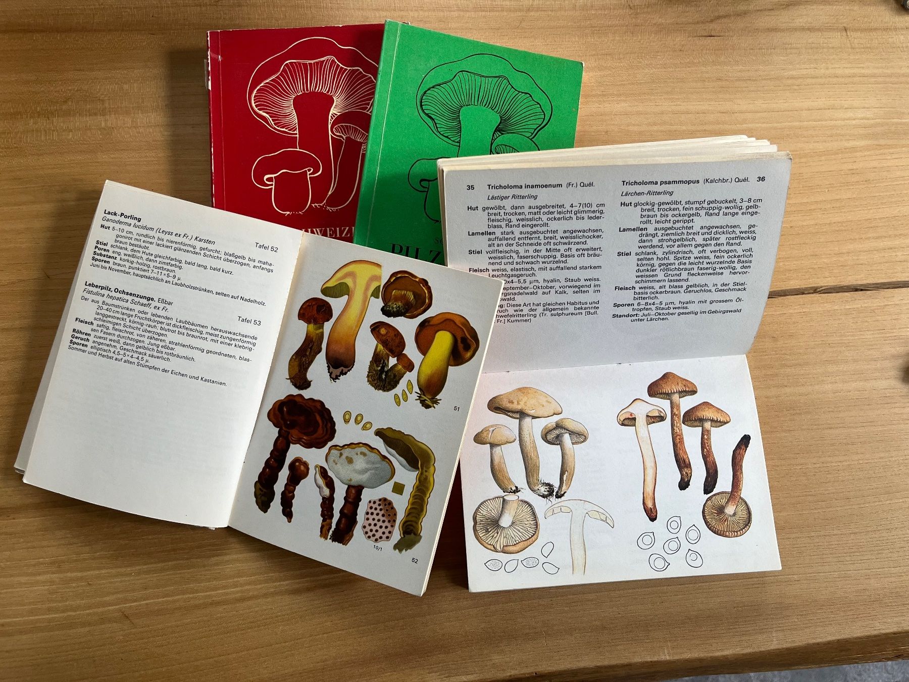 Libri: Pilzbücher diverse antiquarisch – Usato da Märwil venduto da tricholoma 2