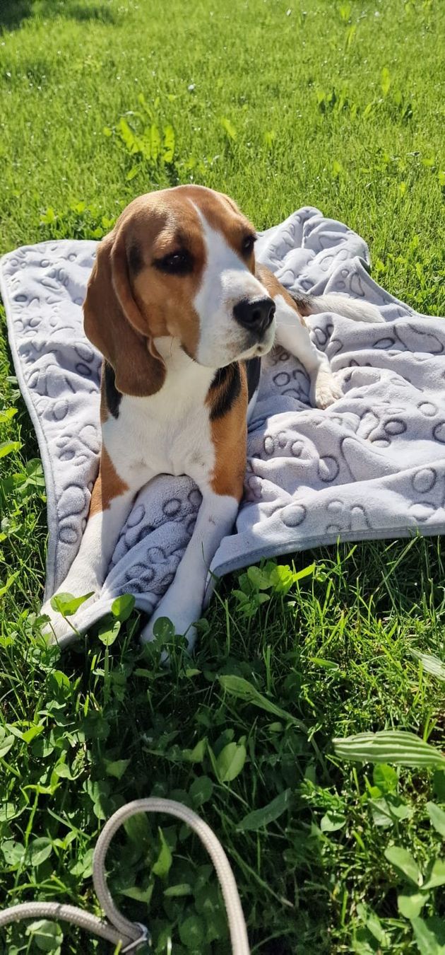 Coperte: Kuscheldecke Hund – Nuovo e nell'imballaggio originale da Kappel SO venduto da Puzzles-Beauty 1