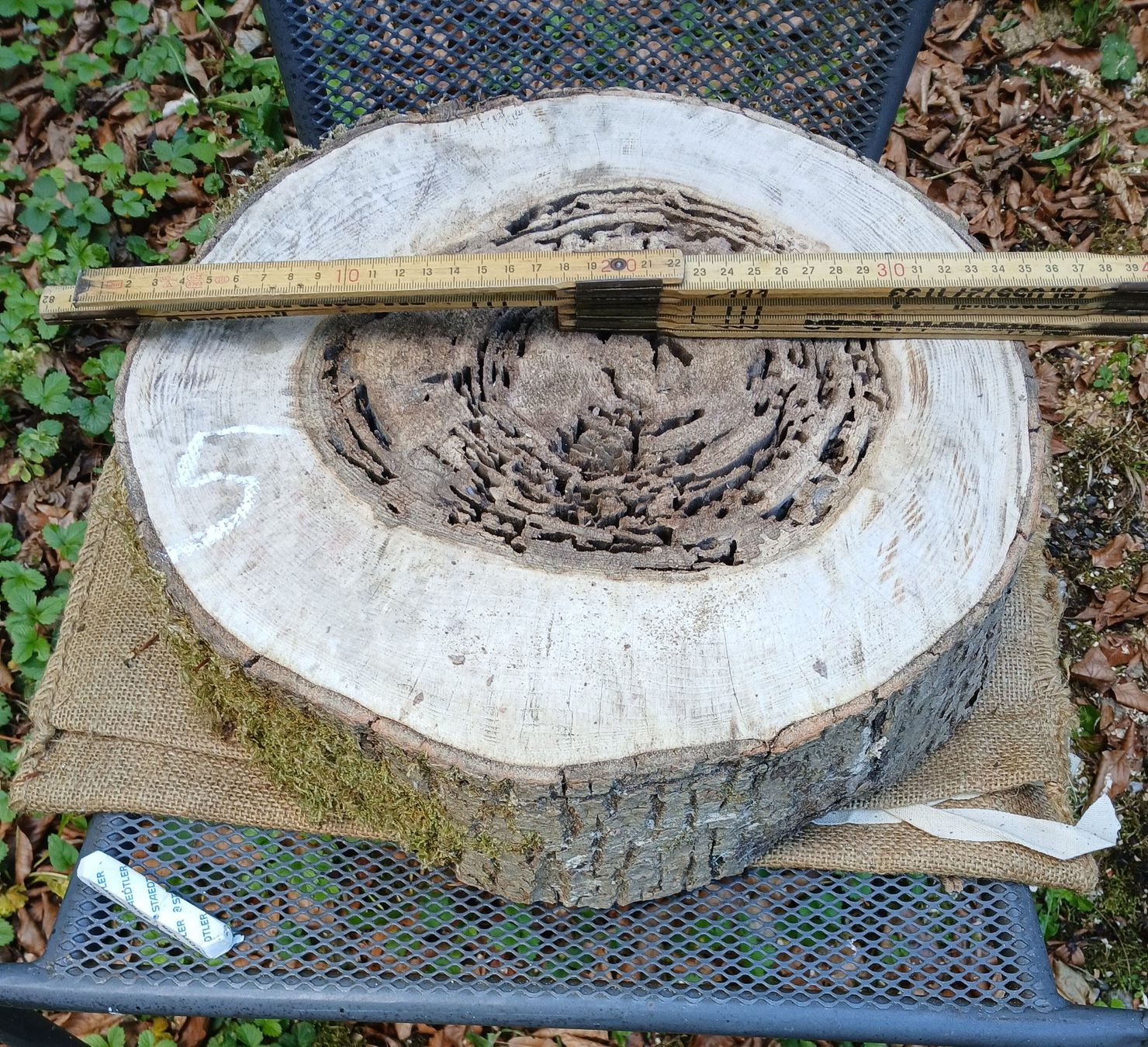 Holzartikel: Baumscheibe innen vermodert >  B5 – Gebraucht aus Bilten von Archiv55