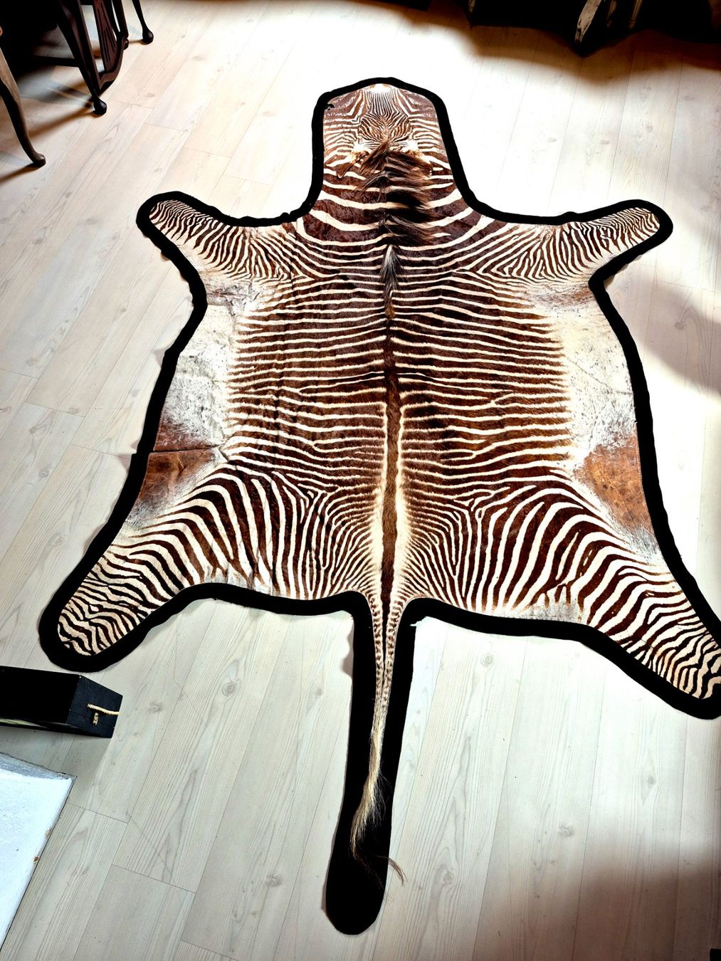 Il mondo degli animali: Veritable peau de zebre de Grevy 2/ Echtes Grevy Zebrafell 2 – Usato da Treyvaux venduto da Kbh2000 3