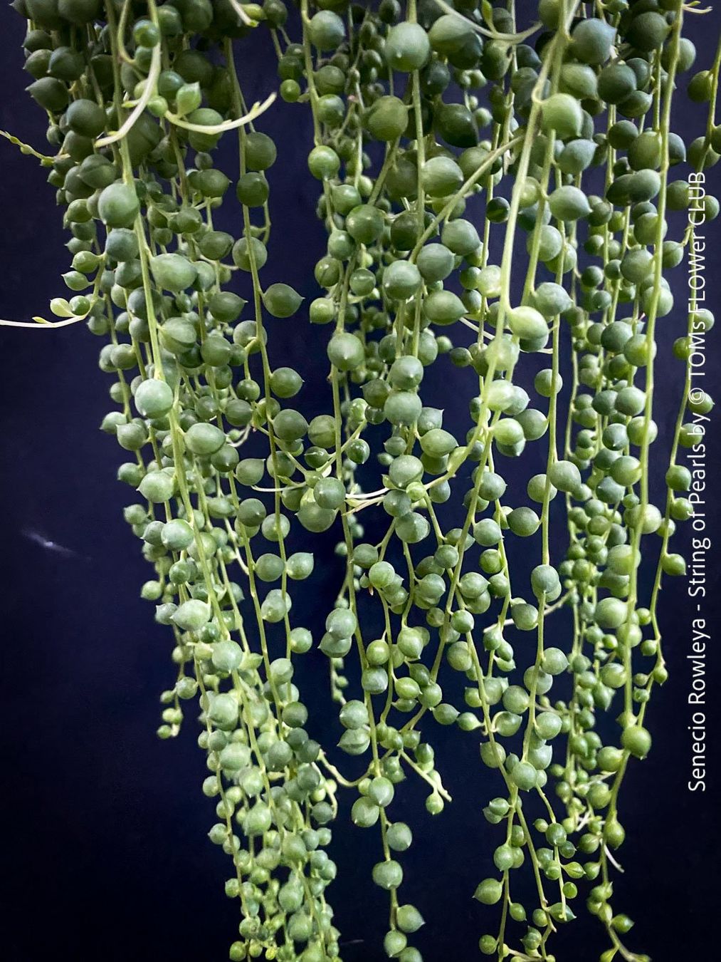 Piante & sementi: Senecio Rowleyanus - Perlenkette für Dich... – Nuovo e nell'imballaggio originale da Adliswil venduto da astom369 1