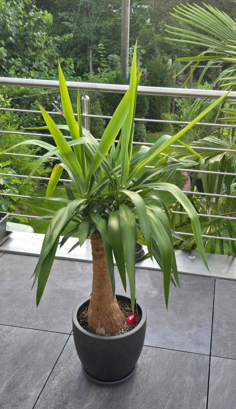 Plantes & graines: Prächtige Yucca-Palme – D'occasion à Aarburg par Glitzerschein 1