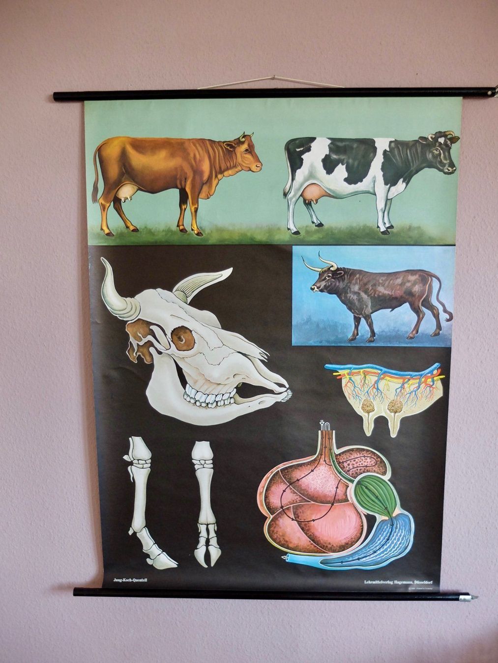 Posters & Illustrations: SCHULWANDBILDER - ZOOLOGIE - HAUSRIND – D'occasion à Goldach par Gaip