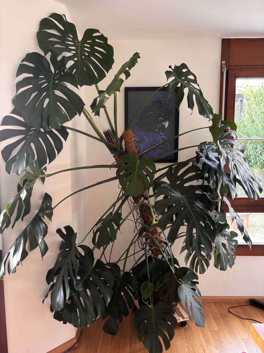 Pflanzen & Samen: Monstera deliciosa XXL – Neu und originalverpackt aus Binningen von ely_ys5d