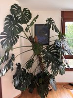 Monstera deliciosa XXL