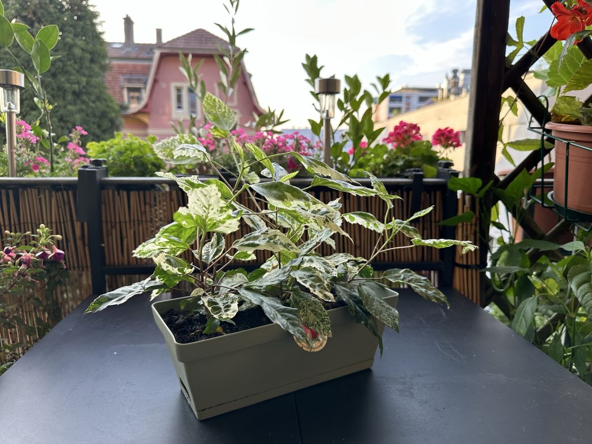 Pflanzen & Samen: Hibiskus 🌺 seltene Sorte !!!! – Gebraucht aus Bern von womiman 1