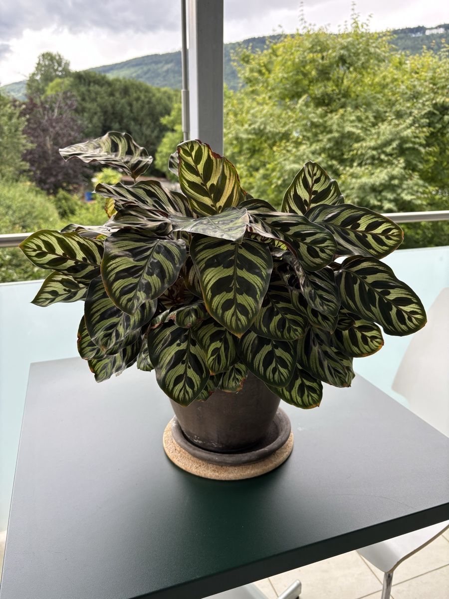 Piante & sementi: Zimmerplanze Calathea inkl. Topf ca. 45cm – Usato da Nidau venduto da NickelZwickel