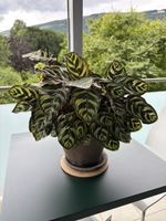 Zimmerplanze Calathea inkl. Topf ca. 45cm