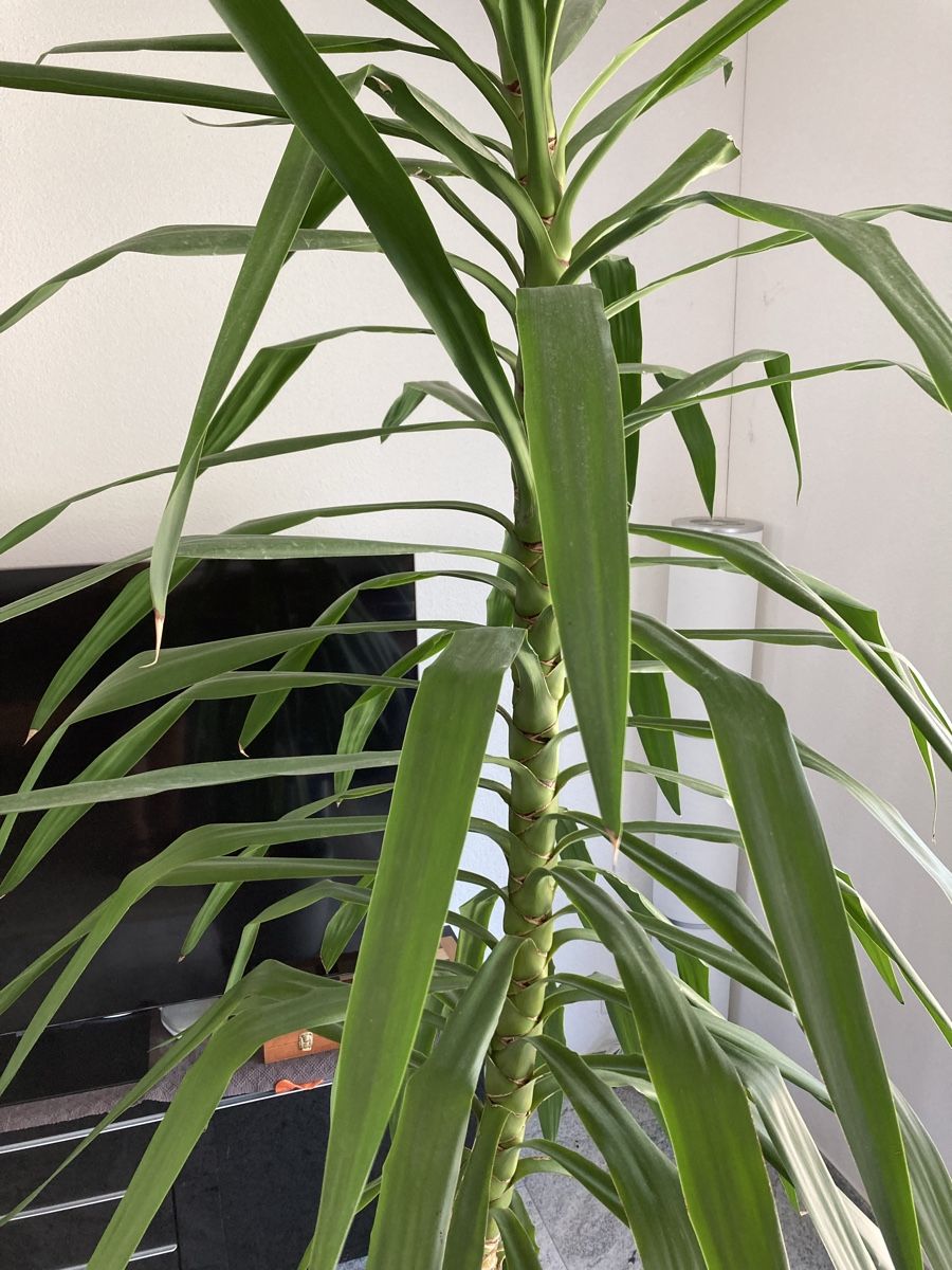 Piante & sementi: Grosse Yucca-Palme – Usato da Oberkirch LU venduto da claude_lagler 2