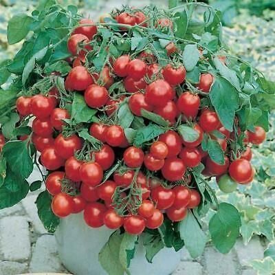 Pflanzen & Samen: 50 Samen MASKOTKA Tomate – Neu (gemäss Beschreibung) aus Ehrendingen von VerveinaSamen 3