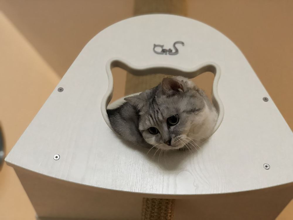 Liege- & Schlafplätze: CatS Kletterwand große Katzen stabil ... – Neu und originalverpackt aus Mönchengladbach von Zoopplier 4