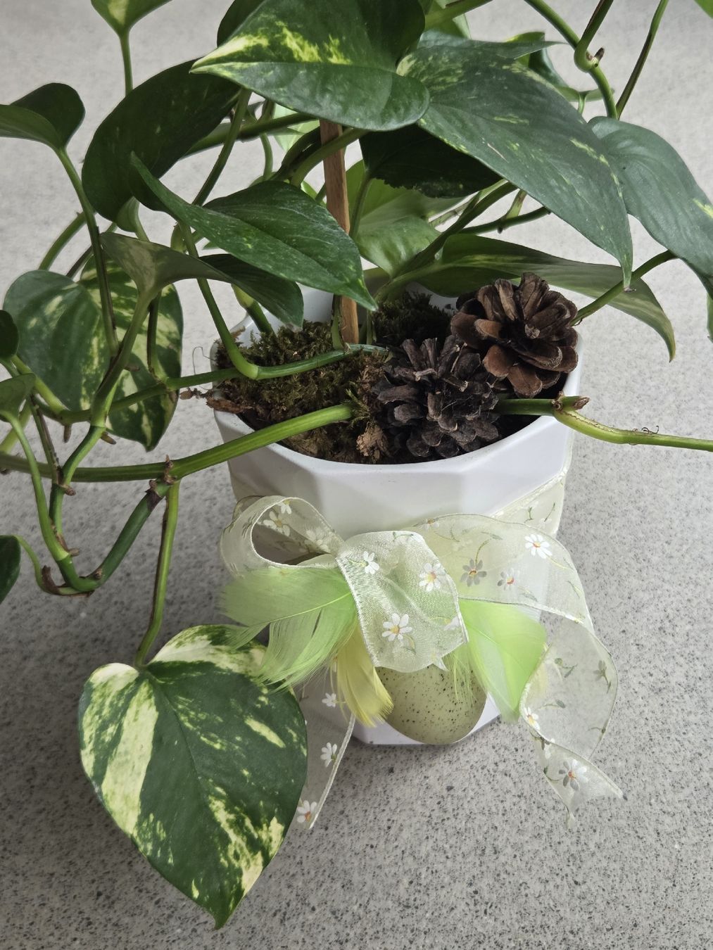 Plantes & graines: Efeutute 58 cm hoch – Neuf (Voir description) à Frauenfeld par Schenken-mit-Herz 1