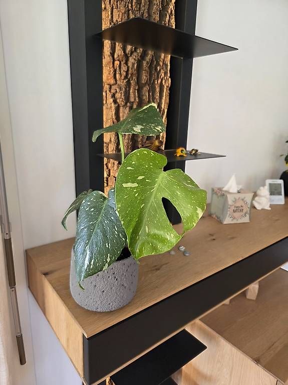 Pflanzen & Samen: Monstera deliciosa Thai Constellation – Gebraucht aus Jona von pau_g7rc 2