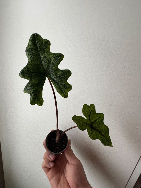 Baby Alocasia Jacklyn Zimmerpflanze - 10cm Steckling Direkt Vom Gärtner Nachhaltig Verpackt