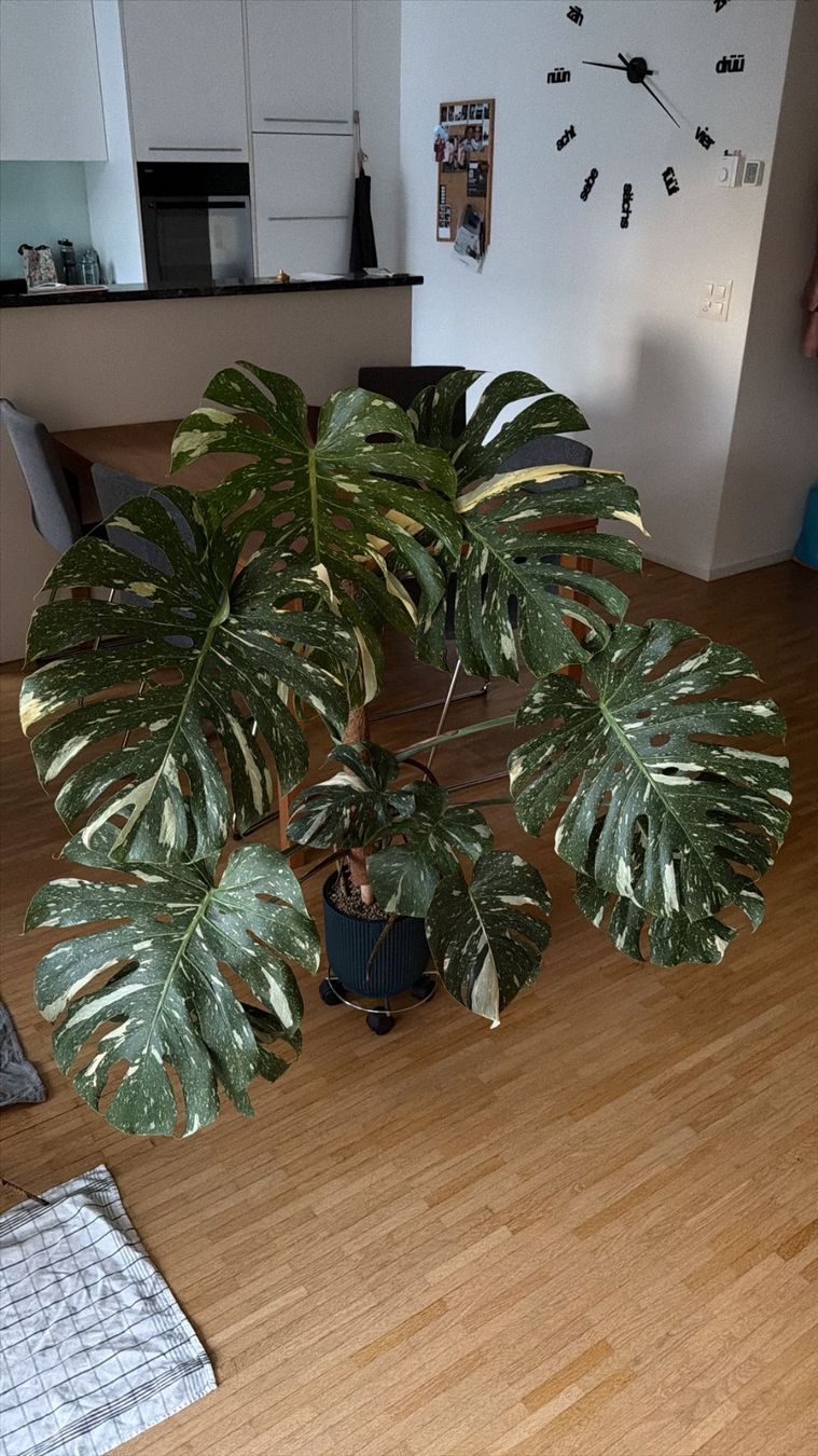 Piante & sementi: Monstera Thai Constellation ca.120cm hoch – Nuovo (secondo la descrizione) da LUZERN venduto da Adriana_6005 5