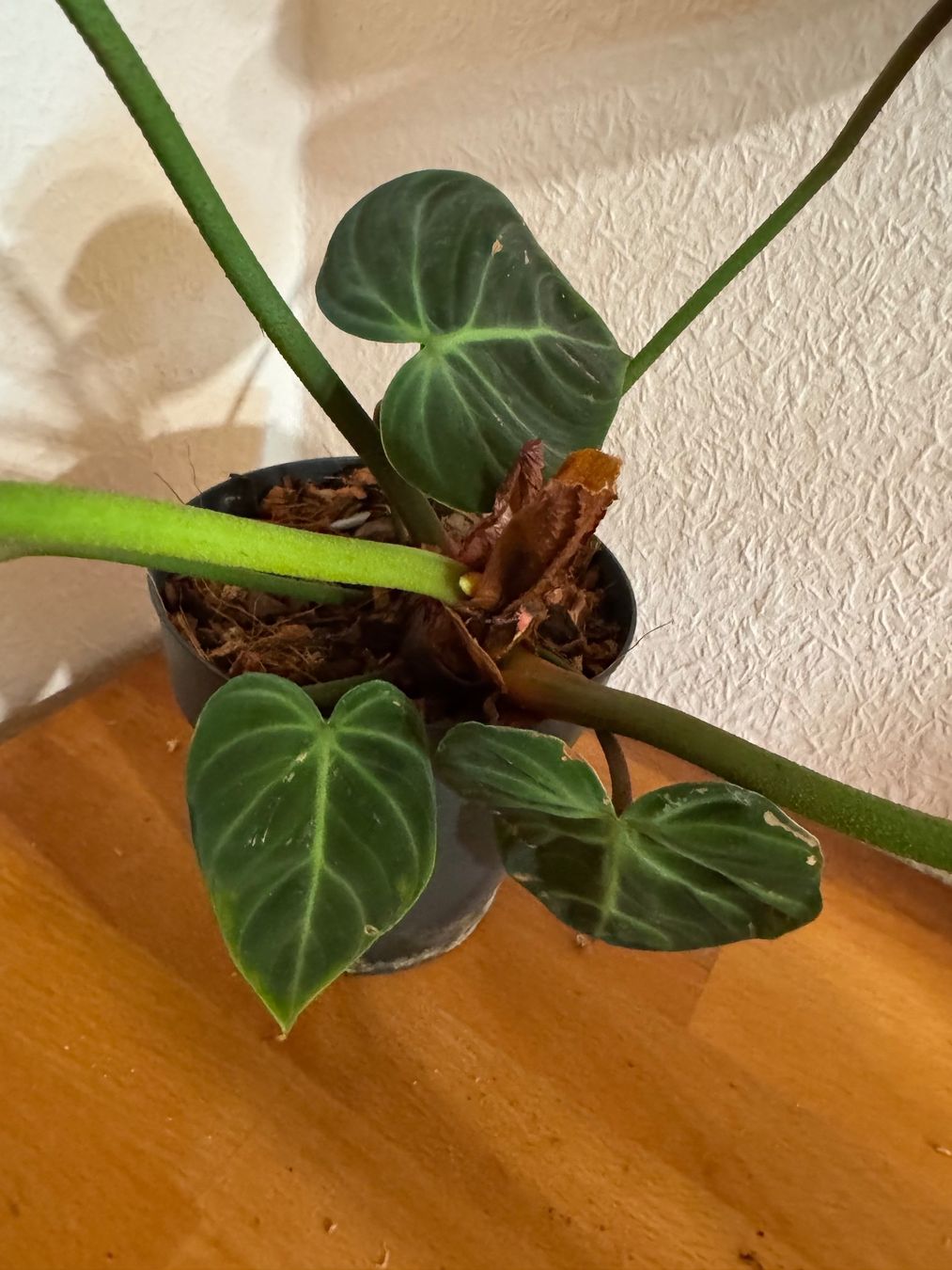 Pflanzen & Samen: Philodendron rubrijuvenilum El Choco Red 2 – Gebraucht aus Männedorf von mrclst 3
