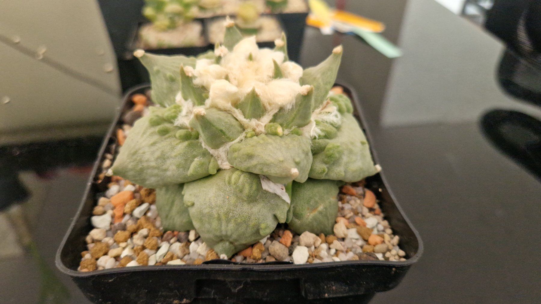 Piante & sementi: Ariocarpus Retusus cv. Cauliflower – Usato da Zürich venduto da LophiMaster 4