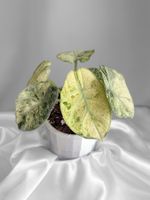 Alocasia Ninja Tricolor Variegata