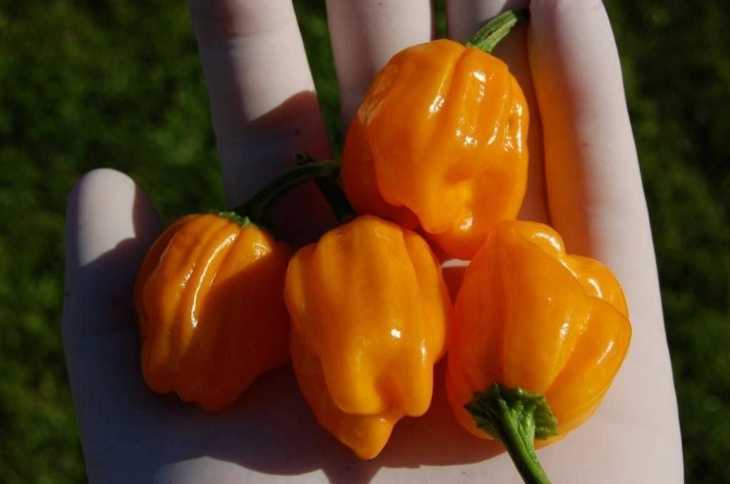 Piante & sementi: 30 Samen Orange Habanero Chilli – Nuovo (secondo la descrizione) da Ehrendingen venduto da VerveinaSamen 5