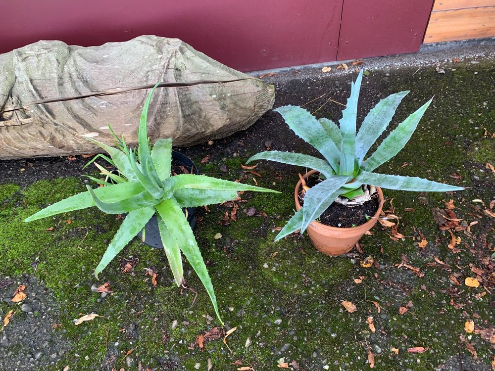 Agave und Aloe Vera Pflanze gross Kaufen auf Ricardo