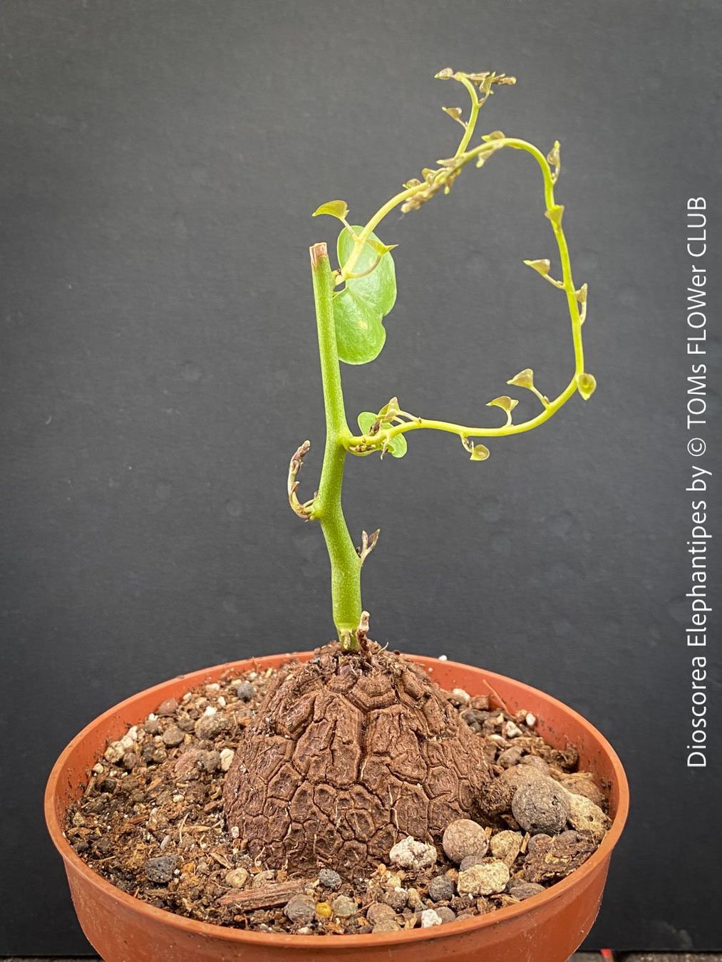 Pflanzen & Samen: Dioscorea elephantipes - "Turtle Plant" aus Südafrika – Neu und originalverpackt aus Adliswil von astom369 4