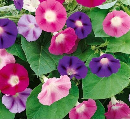 Plantes & graines: 30 Samen Kletter Blumen  “TRICHTERWINDE” – Neuf avec emballage d'origine à Rovio par POSITIFFARTandPLANTS 3