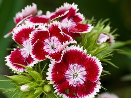 Oeillet des Poètes Dianthus Barbatus 20g