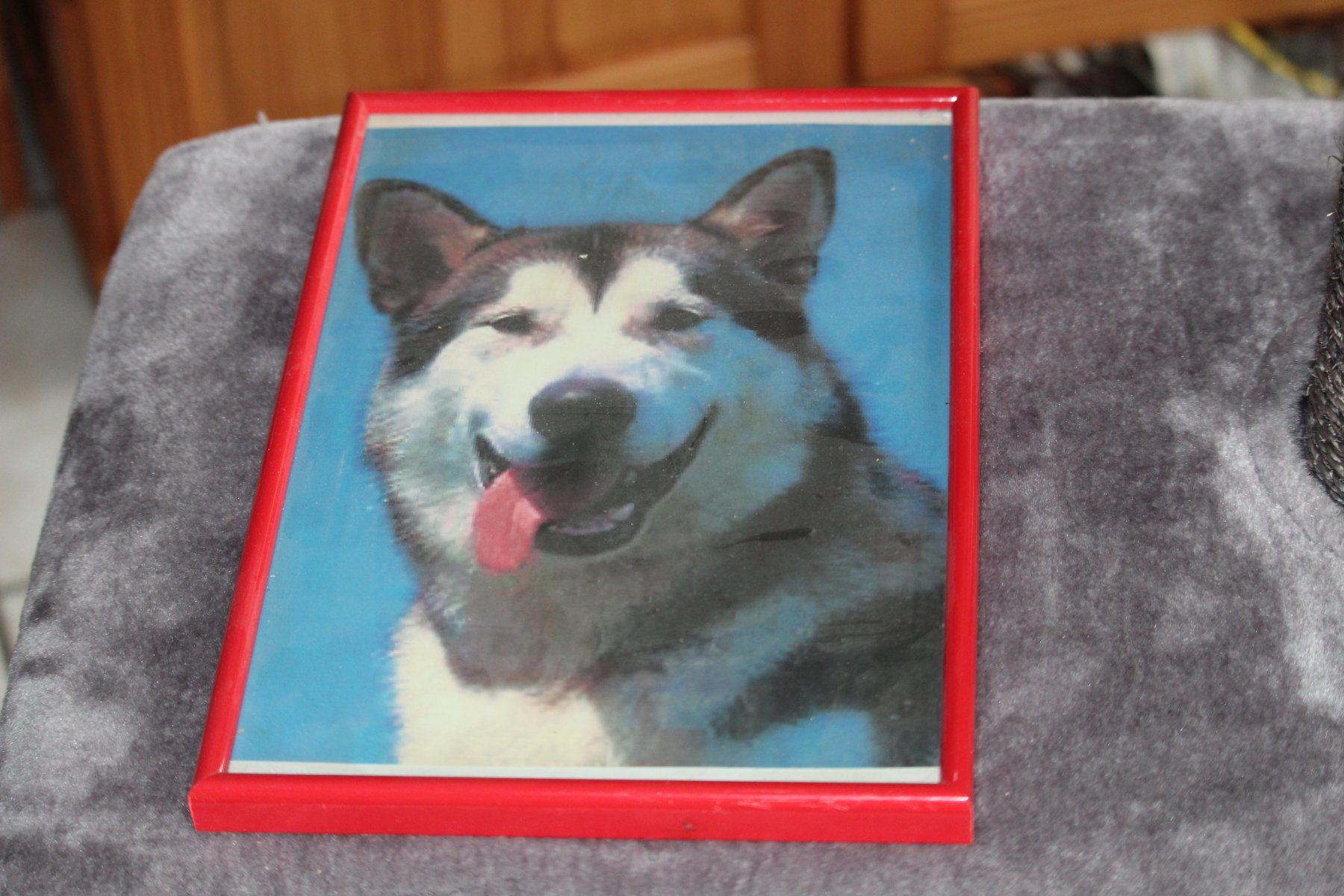 Foto & Immagini: Husky – Usato da Grenchen venduto da juebo