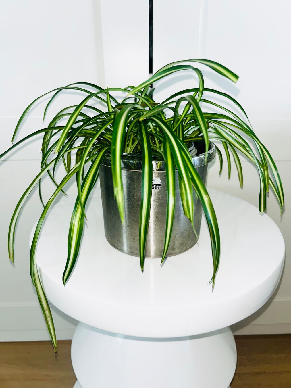 Piante & sementi: Spider plant & metal cache pot – Usato da Kilchberg ZH venduto da malibubeach 1