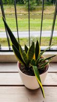 Sansevieria (Bogenhanf)