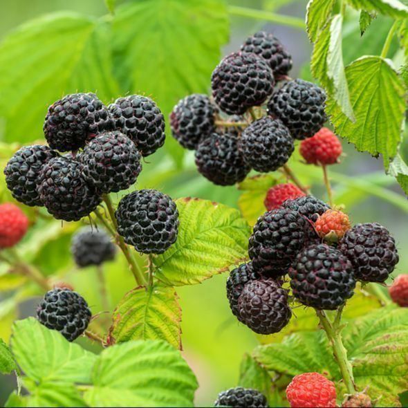 Piante & sementi: Framboisier noir 'Black Jewel'  2x  20cm – Nuovo (secondo la descrizione) da Bremblens venduto da FIBONACCI369 1