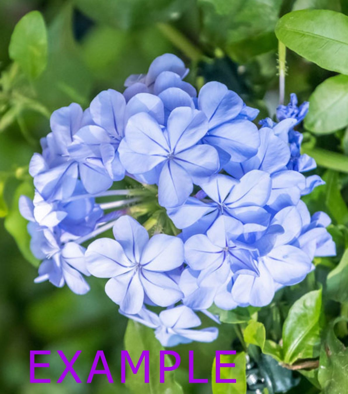 Piante & sementi: Hellblau blühende Bleiwurz / Plumbago als Topfpflanze – Usato da Dübendorf venduto da Orchid18