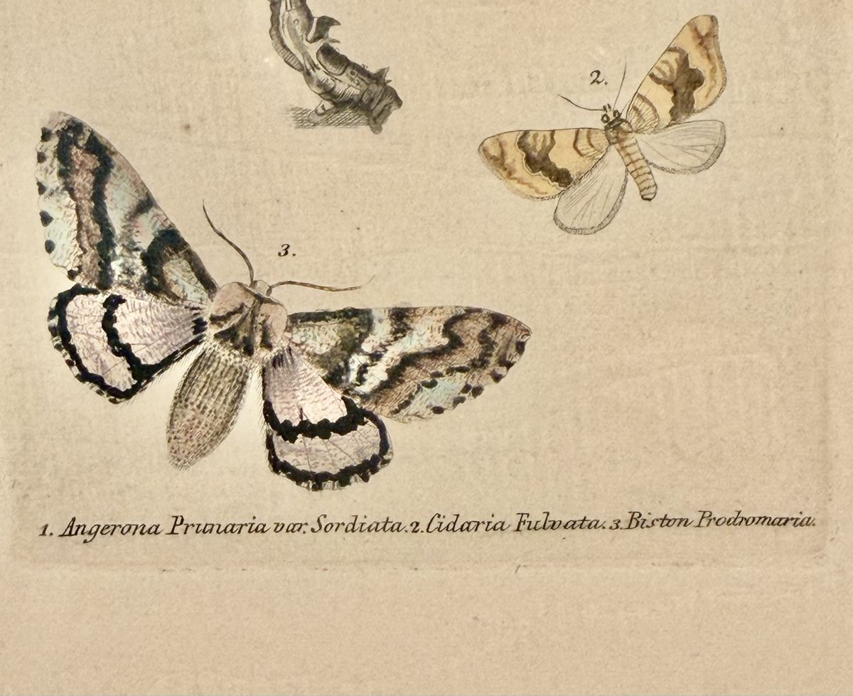 Grafica & Litografie: LITHOGRAPHIC LEAVES, butterfly motif, framed – Usato da Lausanne venduto da vas_mbk2 4