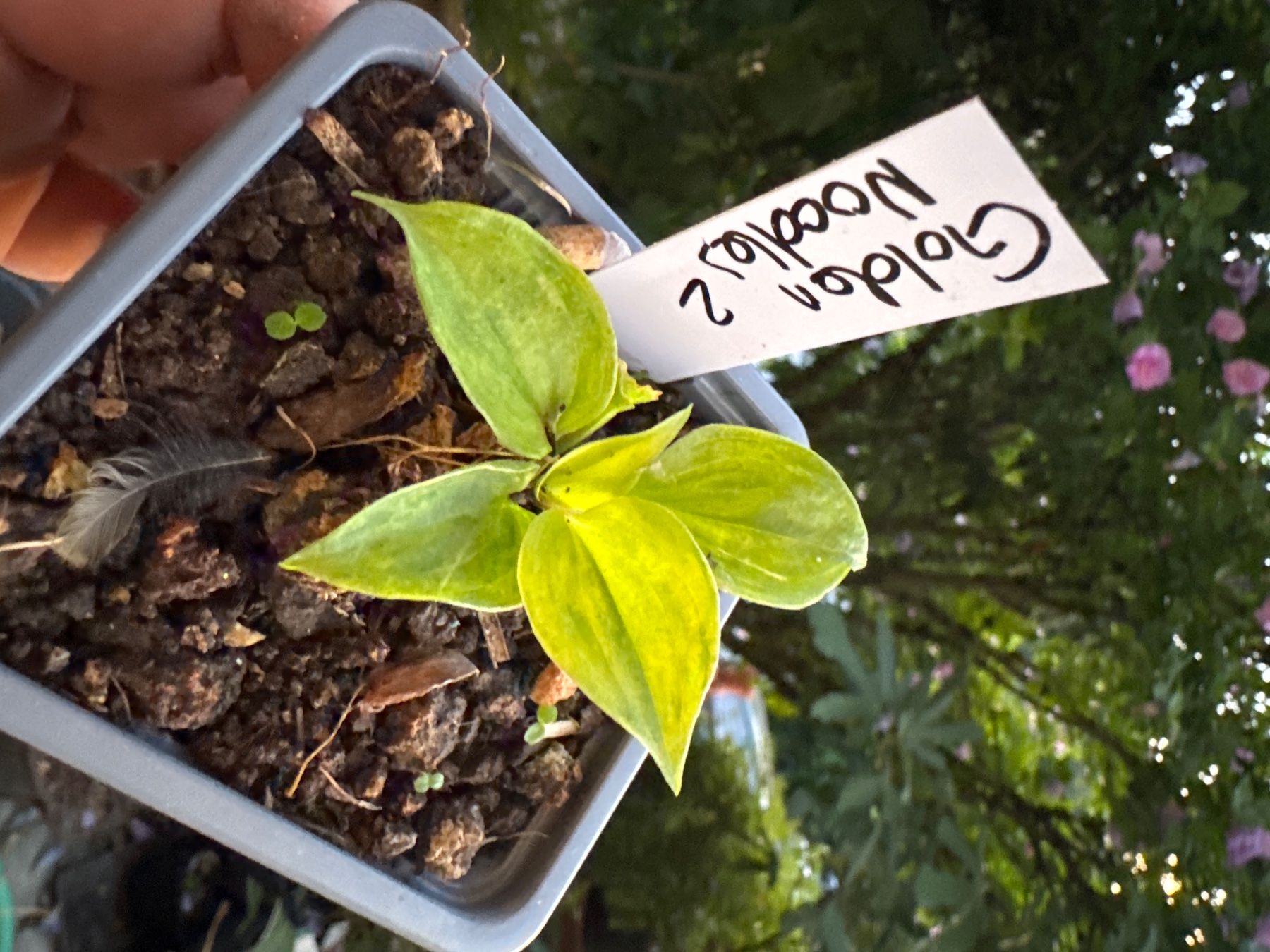 Piante & sementi: Hosta Golden Needles 2 – Usato da Lajoux JU venduto da Briard0