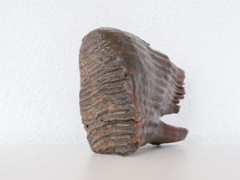 Mammut - Backenzahn - Fossil - Versteinerung - Polen