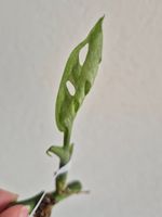 🌿 Monstera Adansonii Mint Mini-Ableger #2🌿
