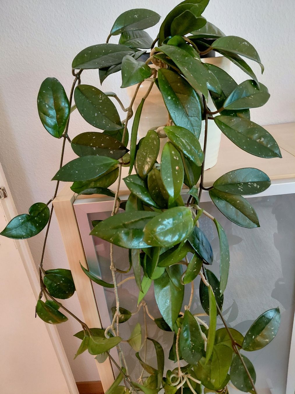 Piante & sementi: zimmerpfllanze hoya carnosa – Nuovo (secondo la descrizione) da Amriswil venduto da Trixi022