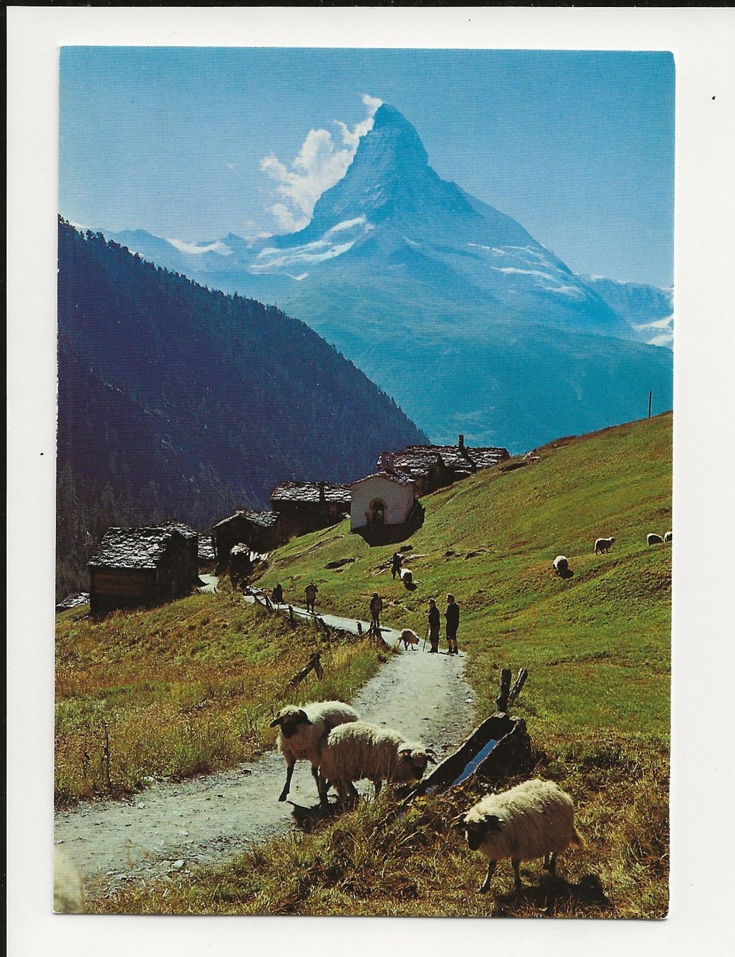 Cartoline postali: AK ca 1990 Findelen bei Zermatt - Schwarzkopf Schaffe – Usato da Greifensee venduto da 315WDO