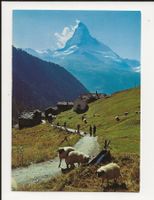 AK ca 1990 Findelen bei Zermatt - Schwarzkopf Schaffe