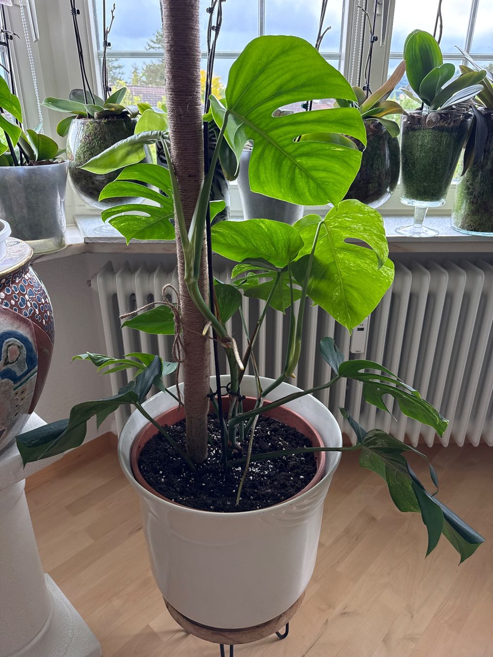 Piante & sementi: Monstera Pflanze – Usato da Zug venduto da sir_pk 1