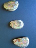 3 Perlmuttmuscheln, 1 Stück möglich
