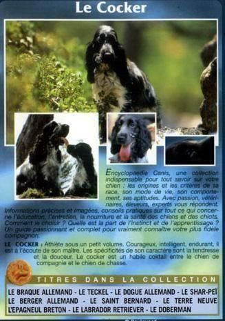 Documentari: Chiens - Le COCKER DVD Neuf sous Blister – Nuovo e nell'imballaggio originale da Genève venduto da Cockattoo 1