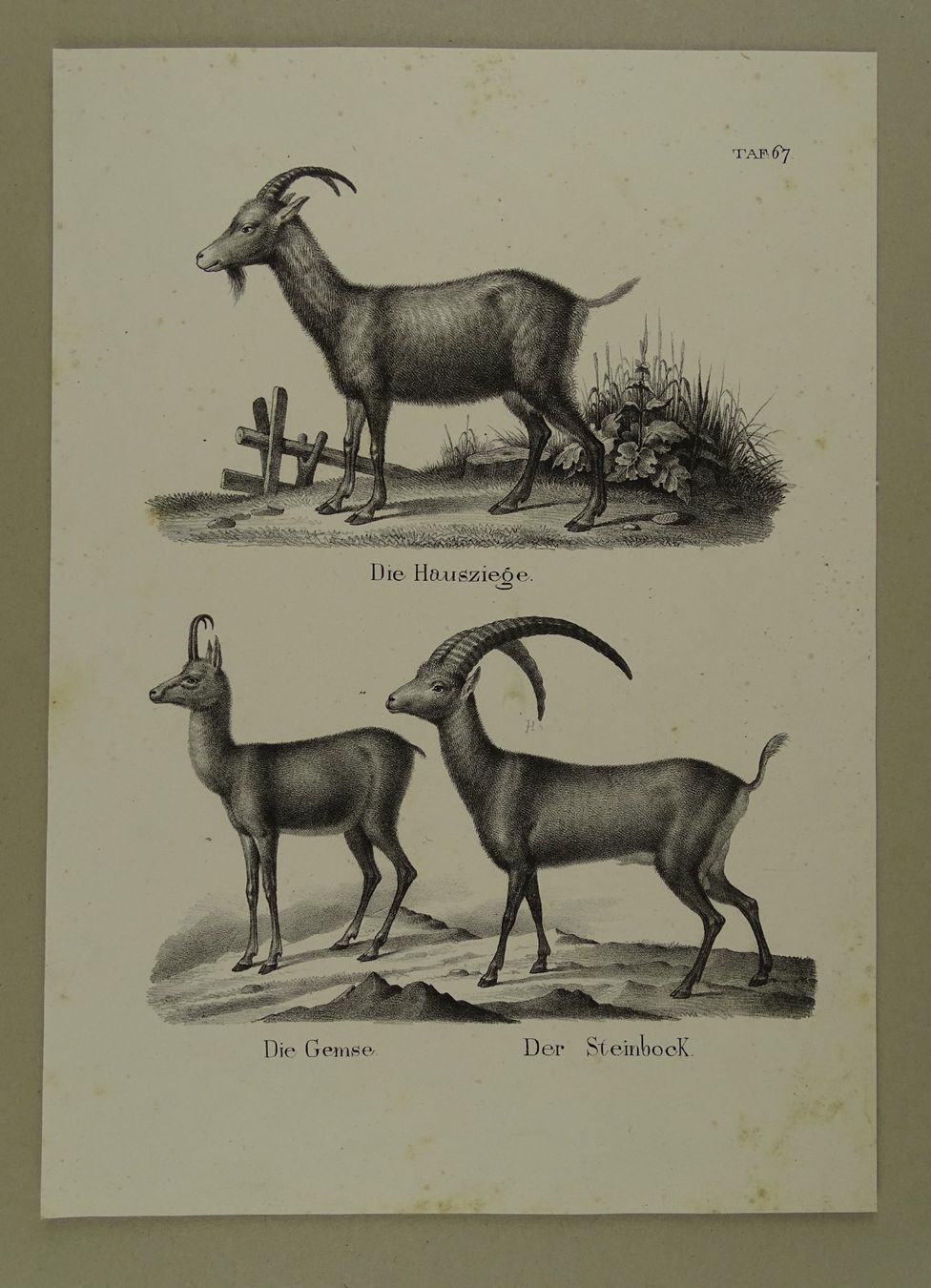 Incisioni: ZIEGE, GEMSE, GÄMSE, STEINBOCK, LITHOGRAPHIE UM 1840 – Usato da Grüningen venduto da Kartensammler